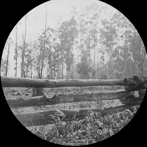 Lantern Slide - Log Fence, Victoria, Australia, Date Unknown. [BA 1915]