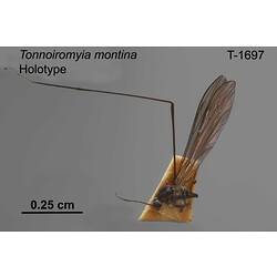 Crane fly specimen, lateral view.