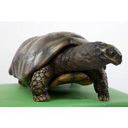 Tortoise specimen mounted on green box.