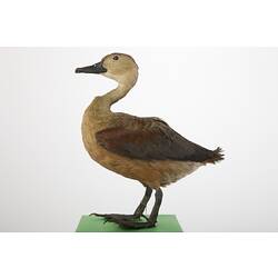 <em>Dendrocygna javanica</em>, Lesser Whistling-Duck, mount.  Registration no. B 32285.