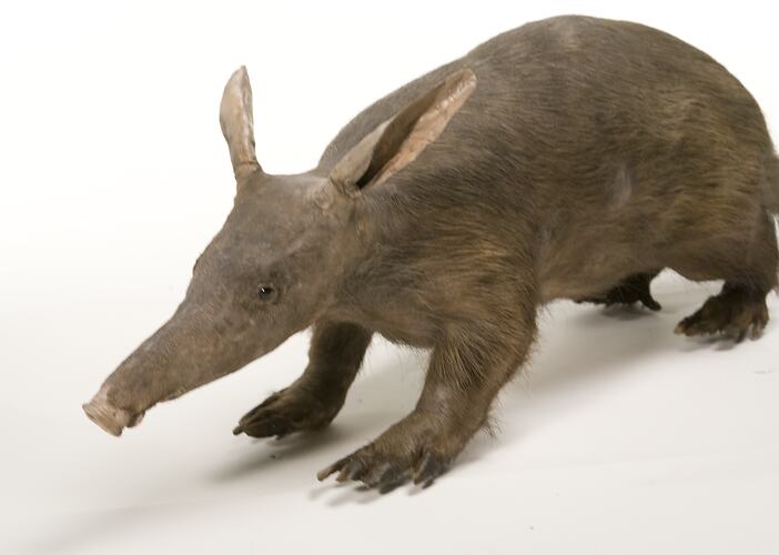 Taxidermied Aardvark specimen.