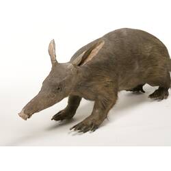 Taxidermied Aardvark specimen.