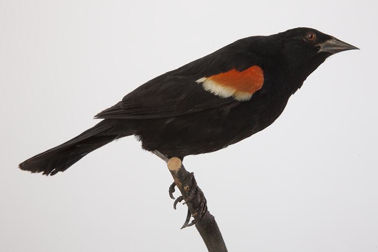 <em>Agelaius phoeniceus phoeniceus</em>, Red-winged Blackbird, mount.  Registration no. 60242.