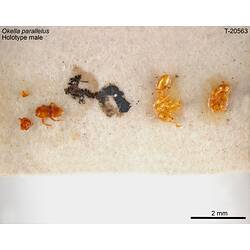 <em>Okella parallelus</em> Chandler, 2001