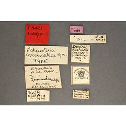 Handwritten specimen labels.
