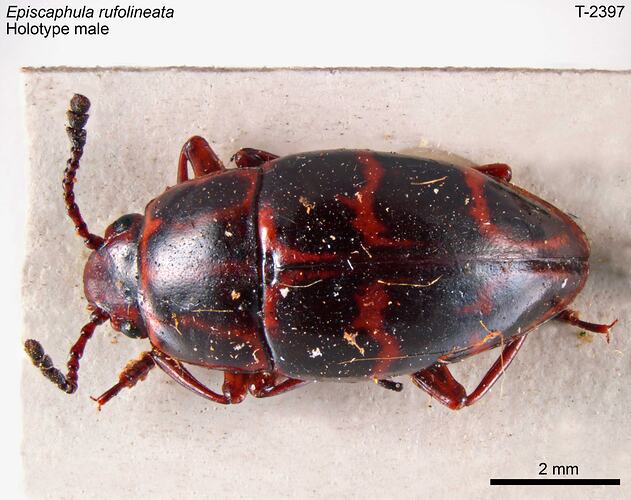 Beetle specimen, dorsal view.