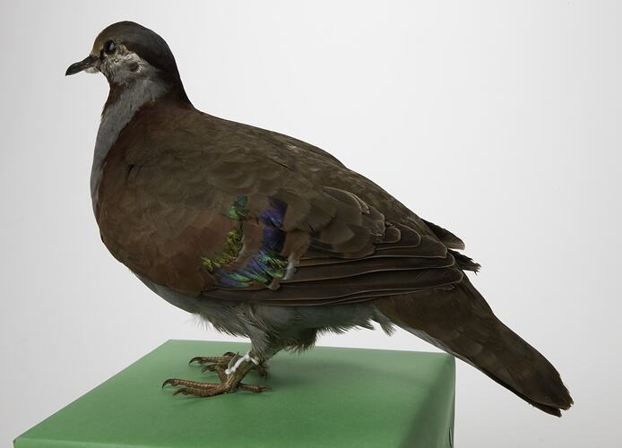 Side view of mounted pigeon specimen on green board.