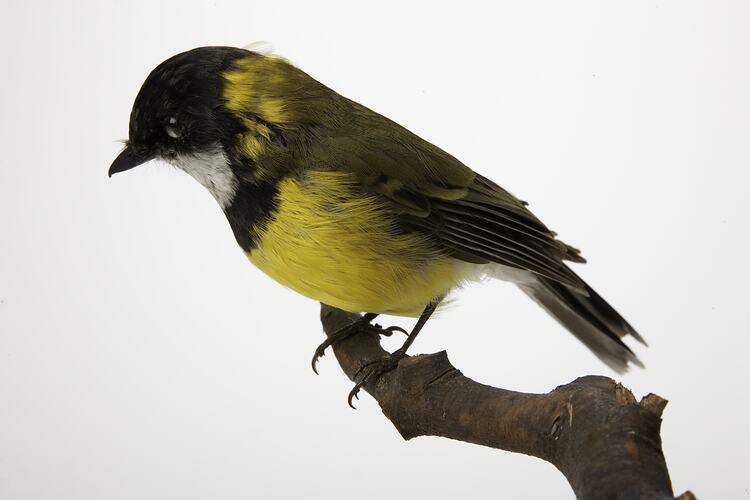 Side view of yellow-breasted, brown and white bird specimen mounted on branch.