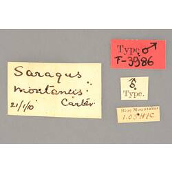 Entomology type specimen labels.