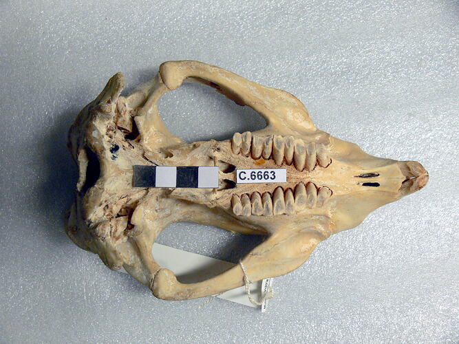 Wombat skull, ventral view.