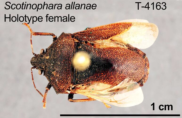 Shield bug specimen, female, dorsal view.