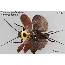 Stonefly specimen, female, dorsal view.