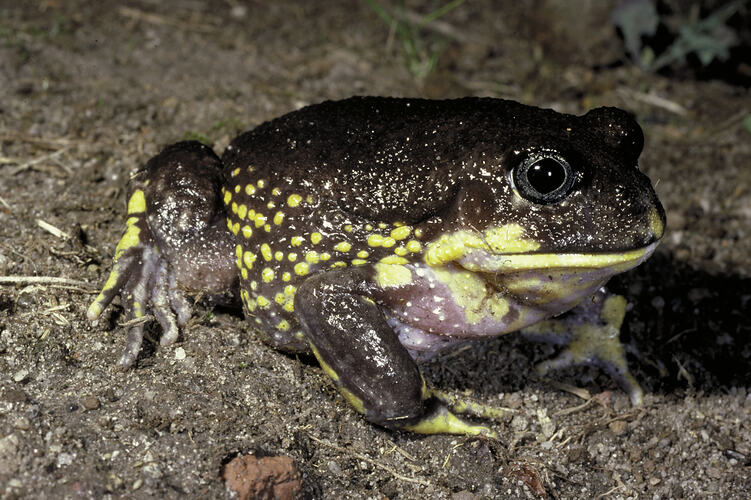 A Giant Burrowing Frog sitting on soil.
