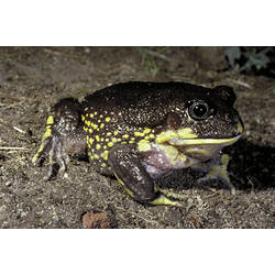 <em>Heleioporus australiacus</em> (Shaw & Nodder, 1795), Giant Burrowing Frog
