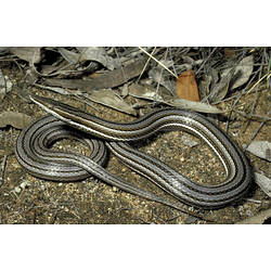 <em>Lialis burtonis</em> Gray, 1835, Burton's Snake-lizard