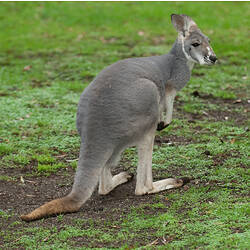 A young Female Red Kangaroo standing on green grass.