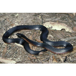 A Red-bellied Black Snake coiled-up on leaf litter.