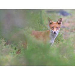 A Red Fox hiding between bushes.