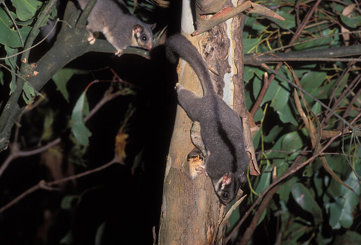 A Leadbeater's Possum on a tree trunk, followed by another on a branch.