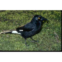 A Pied Currawong standing on short grass.