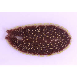 Dorsal view of flatworm.