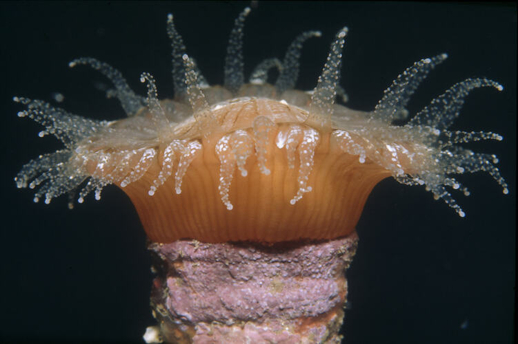 Solitary Coral with polyps extended
