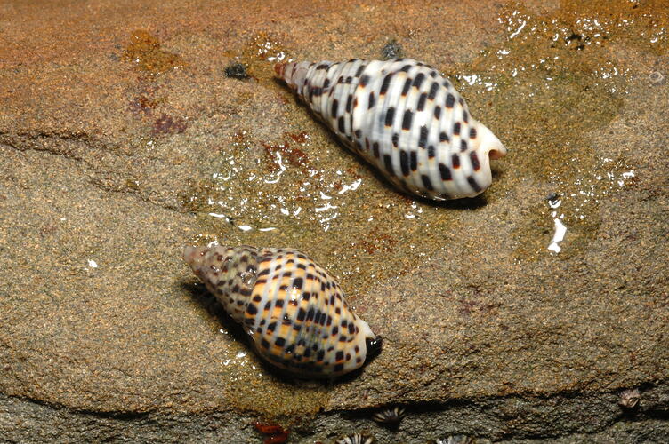 Two black and white Lineated Cominella (sea snails) on a rock.