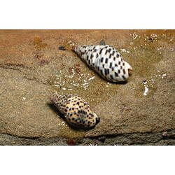Two black and white Lineated Cominella (sea snails) on a rock.