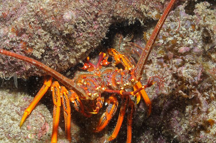 An Eastern Rock Lobster peering out from underneath a rock ledge.