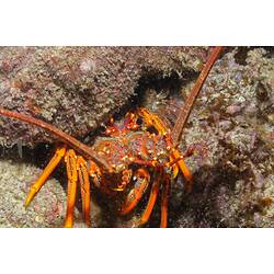 <em>Sagmariasus verreauxi</em> (Milne Edwards, 1851), Eastern Rock Lobster