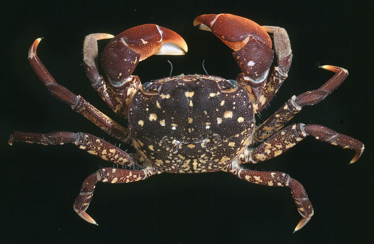 Dorsal view of Mottled Shore Crab against black background