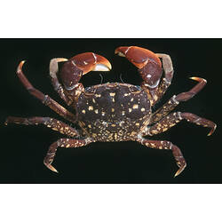 <em>Paragrapsus laevis</em> (Dana, 1851), Mottled Shore Crab