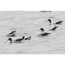 Six Red-necked Avocets swimming on the surface of the water.