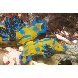 Two Verco's Nudibranchs side-by-side on a reef