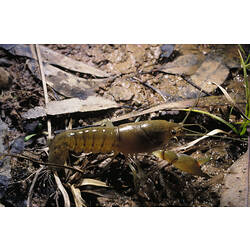 A Yabby, walking across mud and dead leaves.