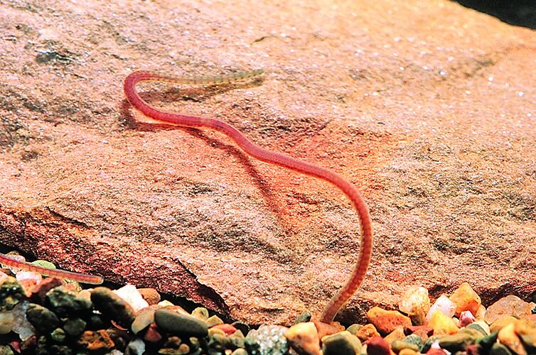 A Freshwater Segmented Worm wriggling out of gravel.