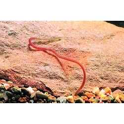 Oligochaeta, Freshwater Segmented Worm