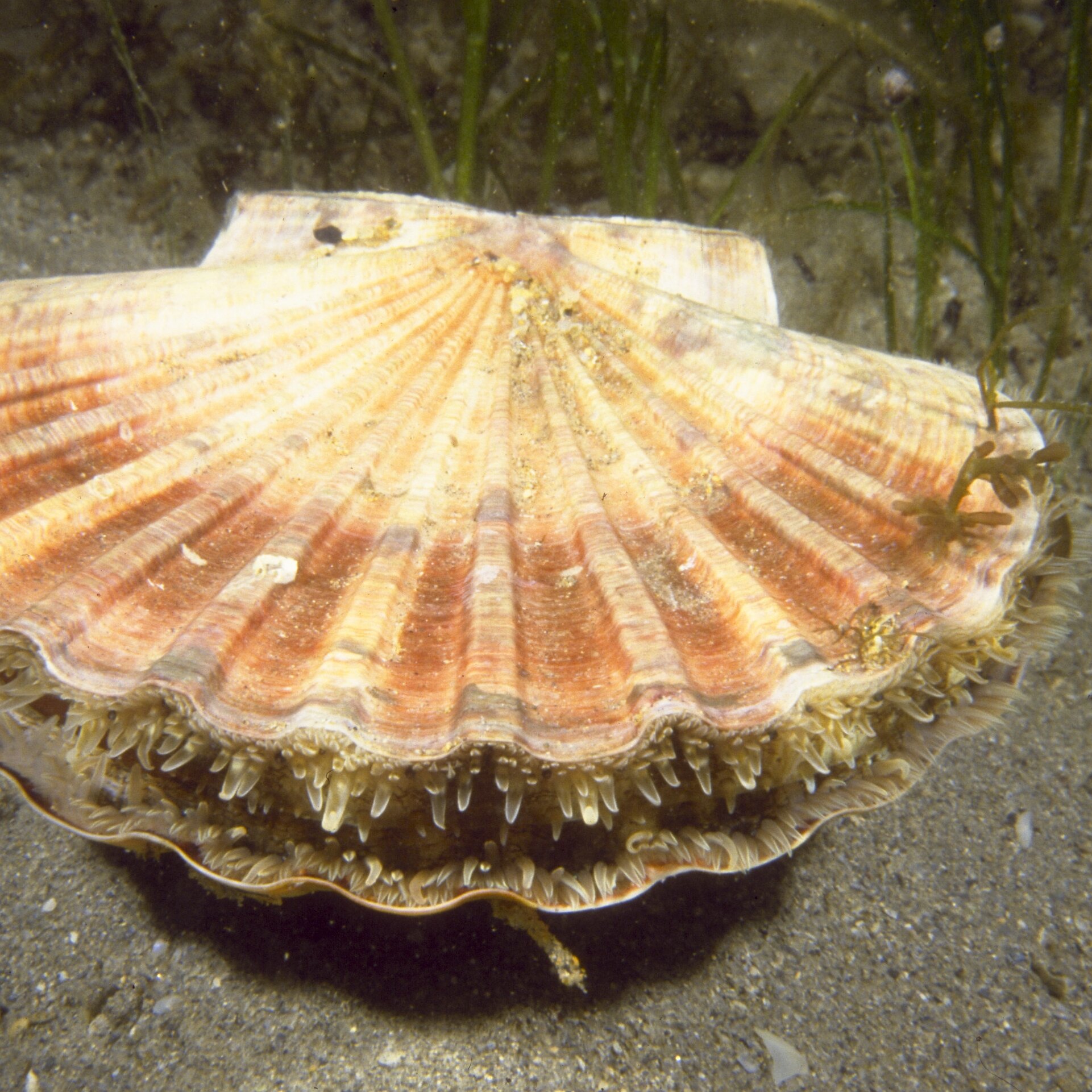 Australian Scallop (Pecten fumatus) deep half - Simply Shells