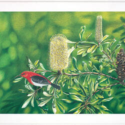Greeting Card - Silver Banksia & Scarlet Honeyeater, Thomas Le for Austcare, 1996