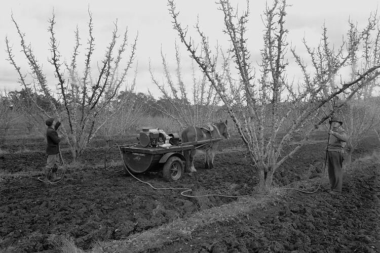 Orchard Sprayer, Harcourt