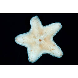 Dorsal view of sea star dry collection specimen.