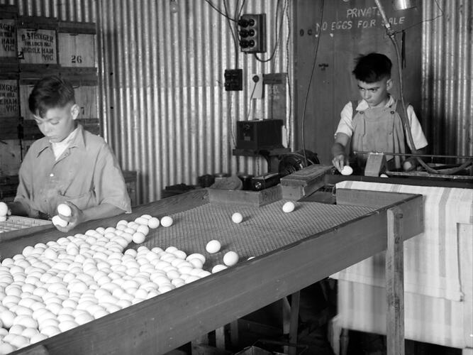 [Cleaning eggs at a poultry farm, Mickleham, December 1945.]