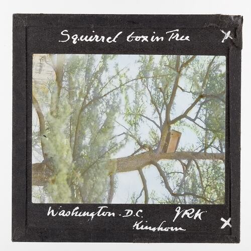 Lantern Slide - Squirrel Box in Tree, Washington, 1920-1940