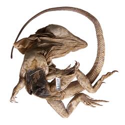 Spirit preserved Frilled Lizard specimen, ventral view.