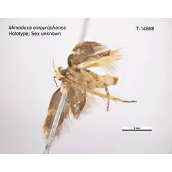 Moth specimen, lateral view.
