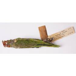 Dry bird skin specimen with labels.