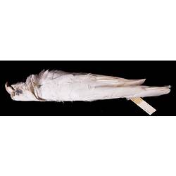 Dry bird skin specimen with labels.