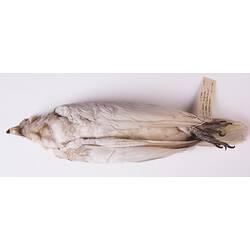 Dry bird skin specimen with labels.