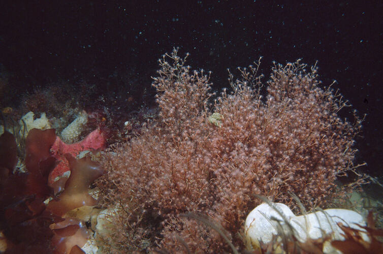 Hydroid colony on reef.