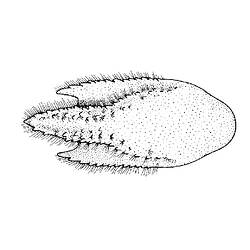 Line drawing illlustrating Spiny Mud Shrimp rostrum shape.